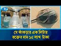 Download Lagu যে কাঁকড়ার রক্ত বাঁচিয়েছে লাখো মানুষের প্রাণ! | crabs Animal | Horseshoe crab  | Sea | Rtvnews