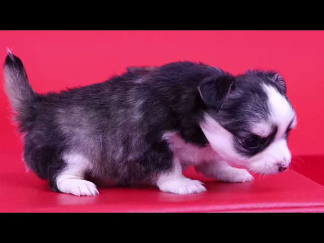 動画