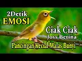 Download Lagu CIAK CIAK JOSS BETINA PANCINGAN KECIAL MALAS BUNYI