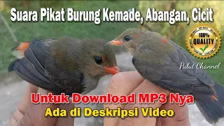 Download MP3 Suara Pikat Burung Cabe cabean / Kemade / Abangan / Cicit Suara Jernih dan Lantang 💯% Dapat MP3