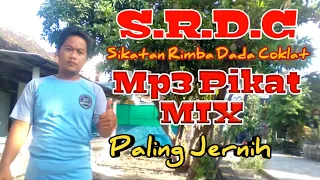 suara pikat burung srdc ribut kombinasi mix sg pulot