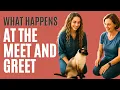 All About the Meet and Greet with Your Cat Sitter - The Comforted Kitty Cat Sitting