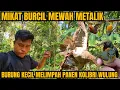 Download Lagu BURUNG KECIL MELIMPAH, MIKAT BURUNG DAPAT METALIK KOLIBRI WULUNG