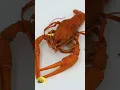 Do Lobsters Feel Pain When Boiled Alive