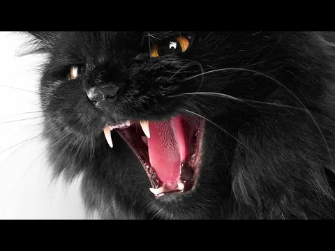 Download MP3 I Hour Cat Meowing Angry   Very Angry Cat Sound