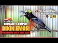 Download Lagu 🛑MASTERAN KONIN GACOR FULL NEMBAK ISIAN TONJOLAN MEWAH‼️ PANCINGAN KOLIBRI NINJA BAHAN CEPAT EMOSI