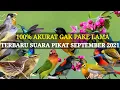 Download Lagu Suara PIKAT BURUNG RIBUT kombinasi SEPTEMBER 100% AMPUH!