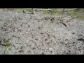 Ant Battle Fire Ants vs Harvester Ants