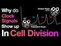 Lagu The math behind cell division (TMEB #4)