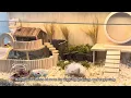 Prolee hamster cage Amazon s choice