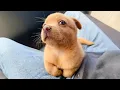 Funniest Puppies Being Absolutely Hilarious Funny DOG s 2026