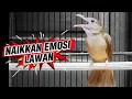 Lagu PANCINGAN KAPAS TEMBAK 