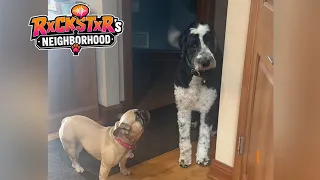 These Pet’s Can Really Talk! RxCKSTxR’s Neighborhood Ep 2