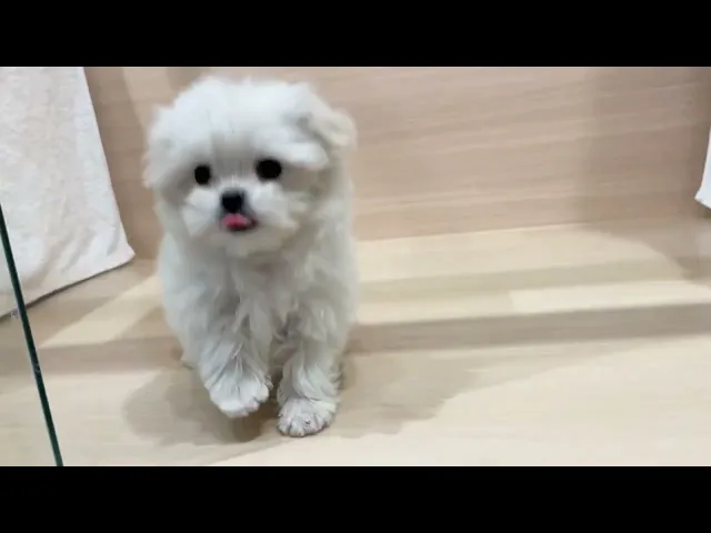 動画