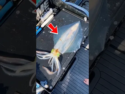 Kenapa Cumi-Cumi Ini Tiba-Tiba Berubah Warna?