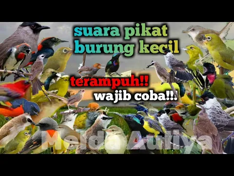 Download MP3 suara pikat semua burung kecil terampuh