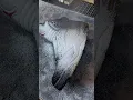ASMR Jordan 5 Metallic Restoration
