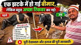 गाय अचानक बीमार! 😱 बीमार होने से पहले ऐसे पहचानें