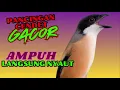 Download Lagu PANCINGAN BURUNG CENDET GACOR jitu buat Pancingan Cendet Agar Bunyi EMOSI❗