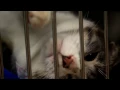 Help Us Lead the Way for Our Community s Animals - Halifax Humane Society 2013