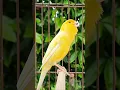 Download Lagu chant singing canaries | singing birds #canary #bird #birdsinging #vogel #kanarienvogel #kanarie