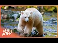 The Elusive Spirit Bears Living In The Most Unique Rainforest On Earth