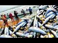 How Fisherman Catch in sea fish Modern Fish Processing Fishing Net amazing fish Part-3