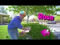 Aprende los Animales de la Granja para Niños con Blippi Español | Bingo de Búsqueda de Huevos