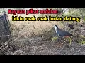 Download Lagu 🔴pikat Ruak RUAK bersama pikat andalan