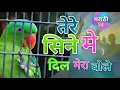 Download Lagu Tere sine me Dil Mera bole pinjre me popat bole dj rimix