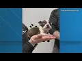 Abandoned puppies found starving in Killeen park city worker saves them from freeze