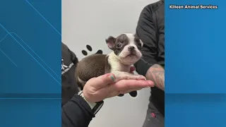 Abandoned puppies found starving in Killeen park city worker saves them from freeze