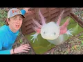 Download Lagu J'ai découvert des axolotls dans les égouts !