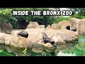 Inside the Iconic Bronx Zoo - One of the LARGEST Zoos in the USA