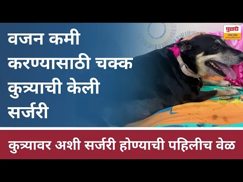 Laparoscopic sleeve gastrectomy surgery on Pet Dog