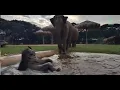 Download Lagu Update on elephants Chaba , Bunma ,and Sri Nuan  - EleFlix