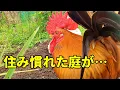 Download Lagu 【すまん】もうそこは君の庭じゃないよ…  298話目