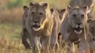 mpambano wa tembo na simba jionee hapo