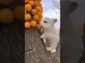 Lagu Saat menonton 👀, kelinci 🐰 yang sedang makan buah 🍑 terlihat lebih lucu #lucu #kelinci #viral #celanapendek