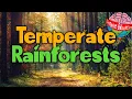 What are temperate rainforests