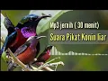 Download Lagu MP3 JERNIH || SUARA PIKAT KONIN DI JAMIN 99% ANTI ZONK
