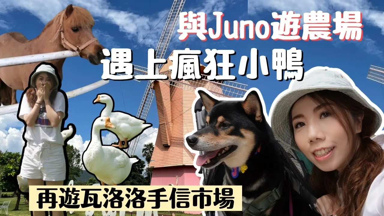 【日常VLOG】👨‍👩‍👧清邁親子旅遊好去處 🐶帶JUNO遊小馬農場🐴🐏 | ￼￼🐥被瘋狂鴨子狂追🦆  | 🛍瓦洛洛市埸必買手信 土產清萊咖啡☕️ （CC中字）