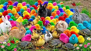 Menangkap Ayam lucu, Ayam warna warni, Ayam Rainbow, Bebek lucu, Ayam Hias, kelinci lucu, Kura kura