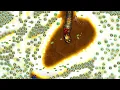 Littlebigsnake io TOP 01 SNAKE EPIC REBEL HUNTING WITHOUT PORTAL FUNNY MOMENTS