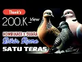 Download Lagu Bohong kalau ga Nyaut_pancingan ampuh kombunasi 3 burung anggungan part1