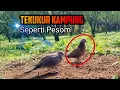 Download Lagu Tekukur Kampung Bersuara Tekukur Pesom, Target Minggu Lalu