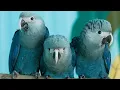 Back from the brink of extinction the Spix s macaws are returning to the wild
