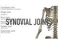 Synovial Joints - Quiz