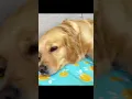 Download Lagu Best Cooling Mat For Dogs: Keep Your Pet Cool in Summer Time