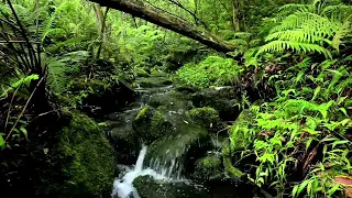 اغنية صلوا على من جاءنا   بالنور  نور قلبنا دندنها